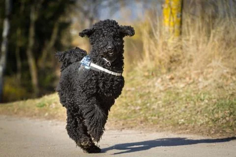 Poodle Stock Photos