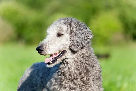 Poodle Stock Photos