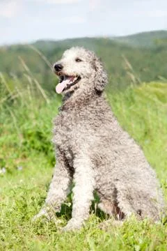 Poodle Stock Photos
