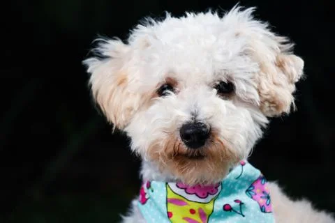 Poodle 写真素材
