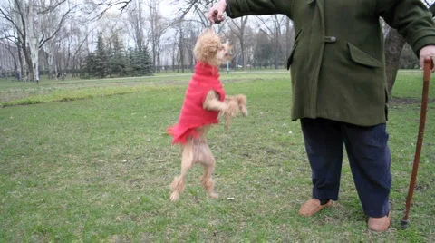 Poodle playing Stock Footage 2974398