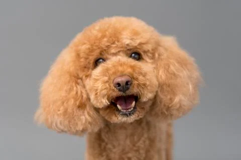 Poodle Portrait 写真素材
