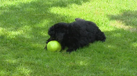 Poodle pup chewing on appel + 2nd pup comes playing Stock Footage 24217657