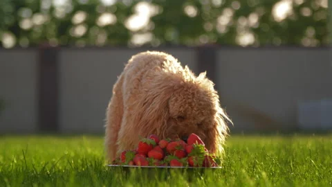 Poodle puppy eats strawberry, 4k Stock Footage 133192525