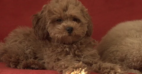 Poodle puppy looking forward. Close-up, 4K. Slow motion. Stock Footage 103543494