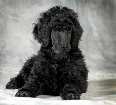 Poodle puppy Stock Photos