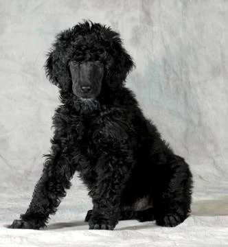 Poodle puppy Foto stock