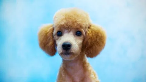 Poodle puppy Stock Photos