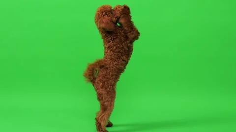 Poodle red-brown color. Rises from a sitting position and moves from left to Stock Footage 273455539