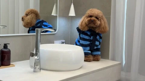 Poodle remaining on bathroom vanity through indoor sequence Stock Footage 338055068