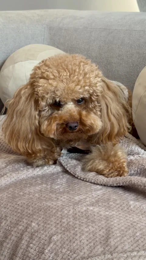 Poodle resting on a beige couch in a relaxed living room setting with a blanket Stock Footage 343771570