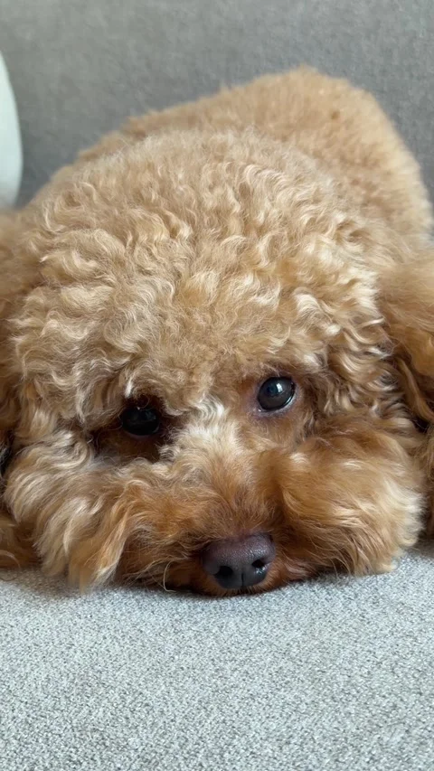 Poodle resting, in indoor neutral background, with poodle, with fur, cushion Stock Footage 343773161