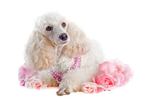 Poodle with roses Stock Photos