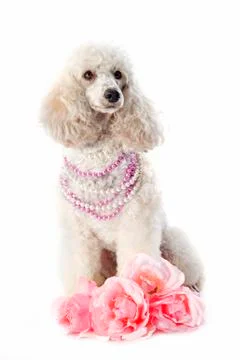 Poodle with roses Stock Photos