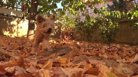 Poodle Running Slow Motion Stock Footage 109637527