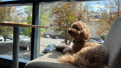 Poodle Seated at restaurant table brown toy poodle gazes around with curiosity Stock Footage 281445840