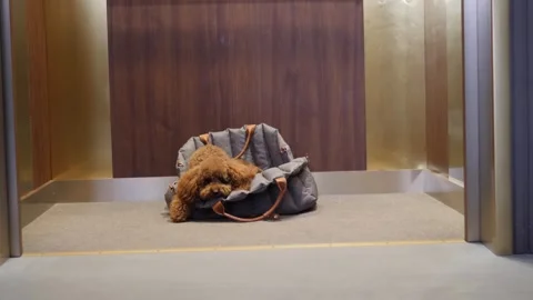 That poodle that sits in a bag in the elevator and poses Stock Footage 302896820