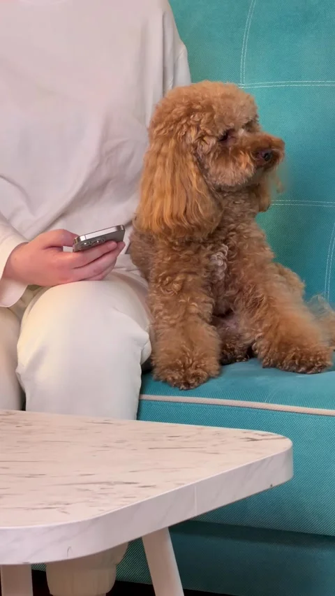 Poodle sitting and looking around blue tiled wall white table neutral mood Stock Footage 343771535