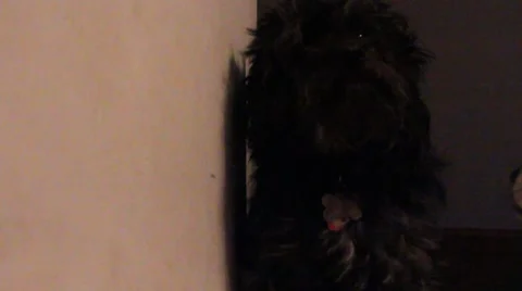 Poodle sitting by door Stock Footage 8763387