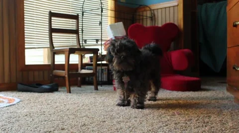 Poodle sitting nicely Stock Footage 8653037