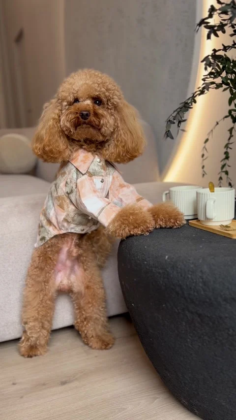 Poodle sitting relaxed on couch in modern living room with wall art and fabric Vidéo 343768505