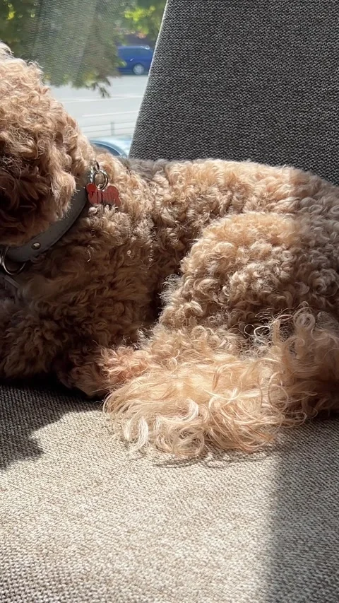 Poodle small dog sits by the window in a restaurant at a table on a chair Stock Footage 281472000