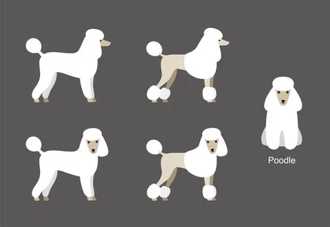 Poodle standing and watching, side view cartoon, vector illustration Stock Illustration