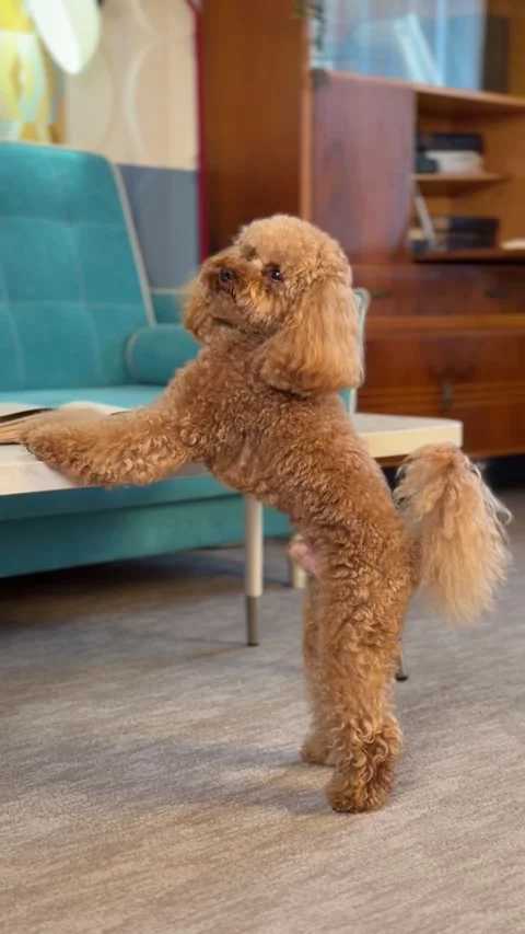 Poodle standing on hind legs with front paws raised, appearing to dance or Stockbeeldmateriaal 343765492