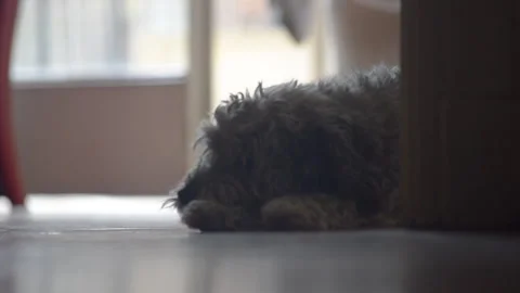 Poodle stretching before going to sleep Stock Footage 267620747