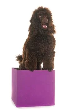 Poodle in studio Stock Photos