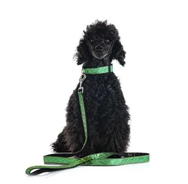 Poodle in studio Stock Photos