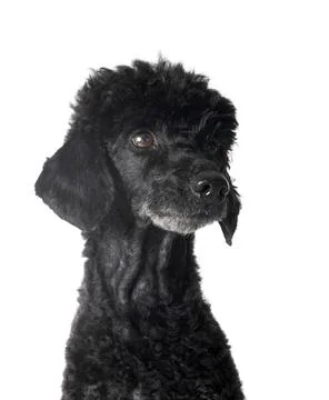 Poodle in studio Stock Photos