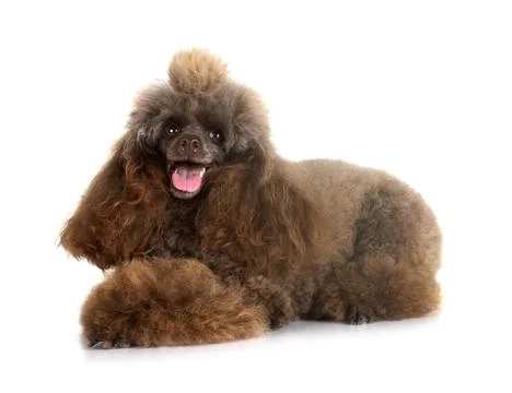 Poodle in studio Stock Photos