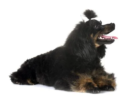 Poodle in studio Stock Photos