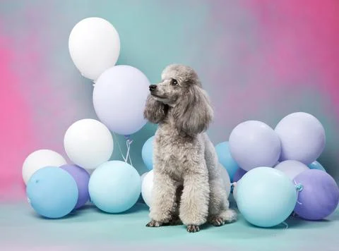 Poodle surrounded by pastel balloons on gradient backdrop 写真素材