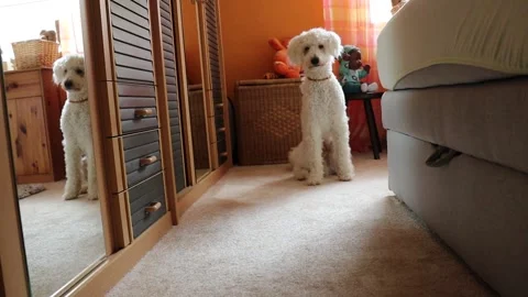 Poodle is taking his ball Stock Footage 156553631