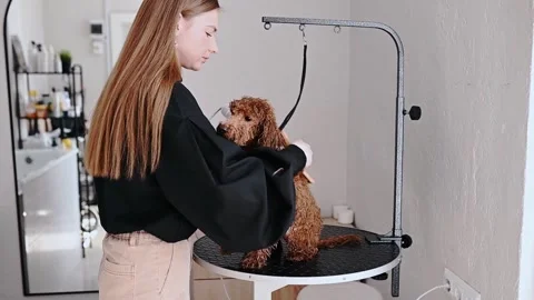 Poodle undergoes necessary grooming session with experienced professional to Stock Footage 305654616