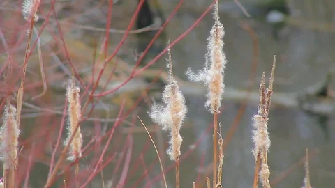 Pooh Flies to the Wind Stock Footage 73925918