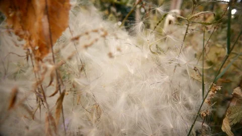 Pooh from Prickly Flower Stock-Footage 103854480