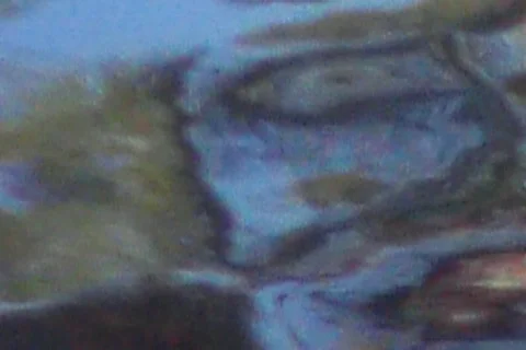 Pool 04 Video stock 98456