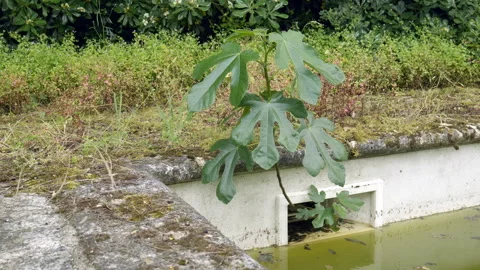 Pool 4 Stock Footage 310739710