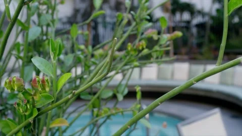 Pool 6 Video stock 273289555