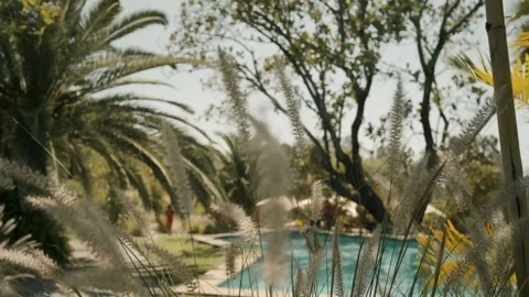 Pool and garden medium shot Stock Footage 339843205
