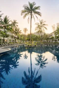 A pool and a large palm tree in a luxury hotel photo in the tropics. Armchairs Stock Photos