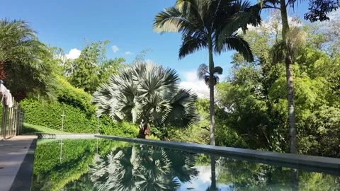 A pool and palm trees at Cocora Valley national park, time lapse Stock Footage 319292655