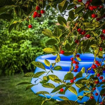 Pool in the backyard Stock Photos