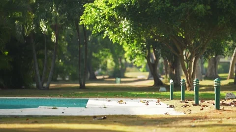 Pool in the backyard of the villa. Calm summer tropical park with green grass Stock Footage 241670633