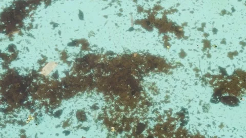 Pool cleaning brings out hidden debris Stock Footage 335223266
