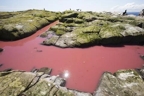 A pool coloured red from algae that have been fertilized by seabird guano on  Foto stock