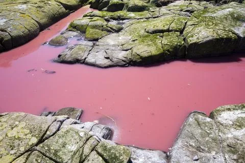 A pool coloured red from algae that have been fertilized by seabird guano on  스톡 사진